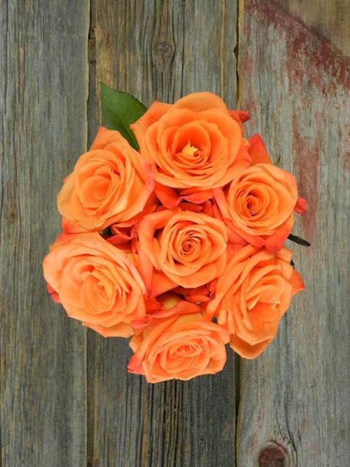 MIRACLE  ORANGE ROSES